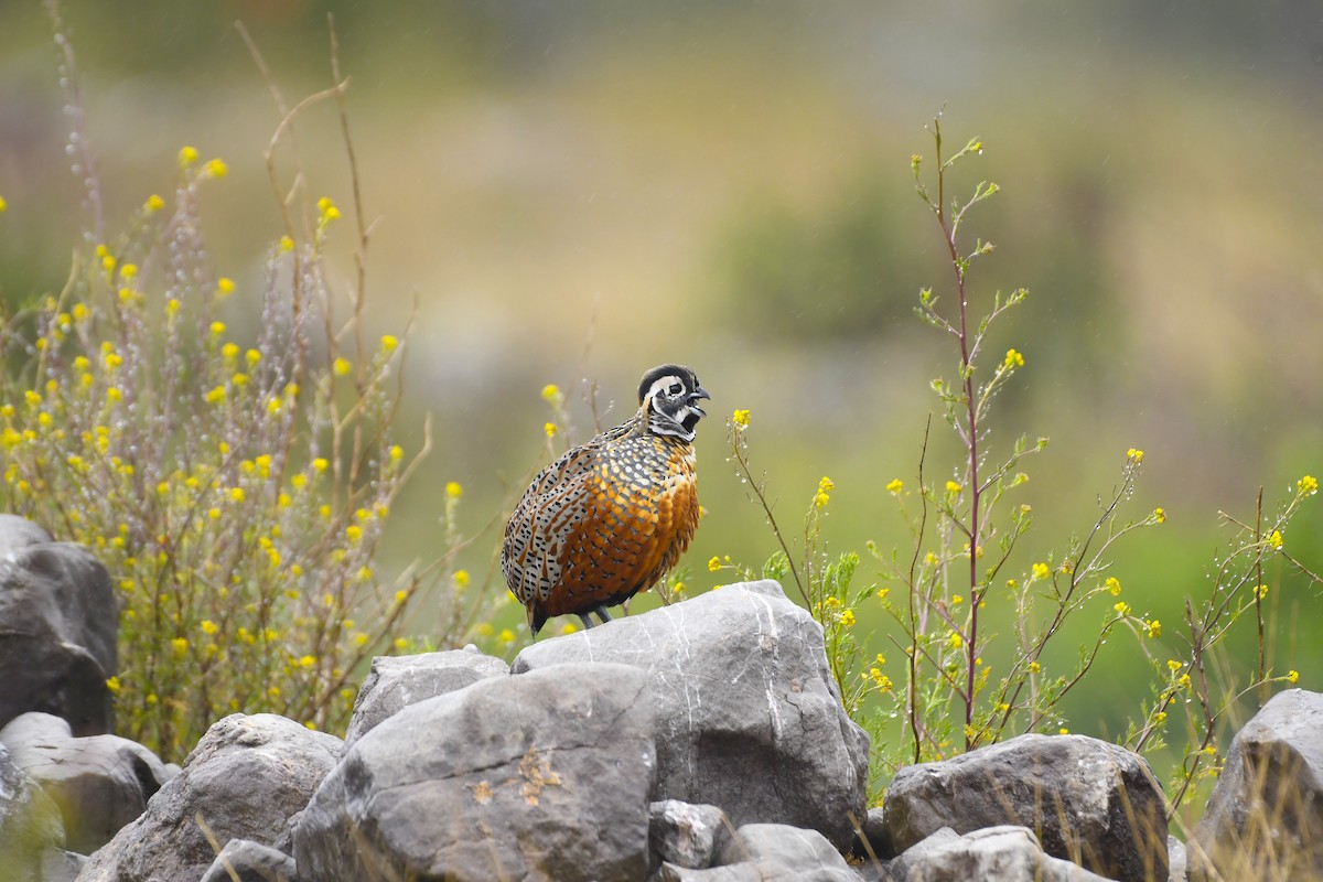 Ocellated Quail - ML638188850