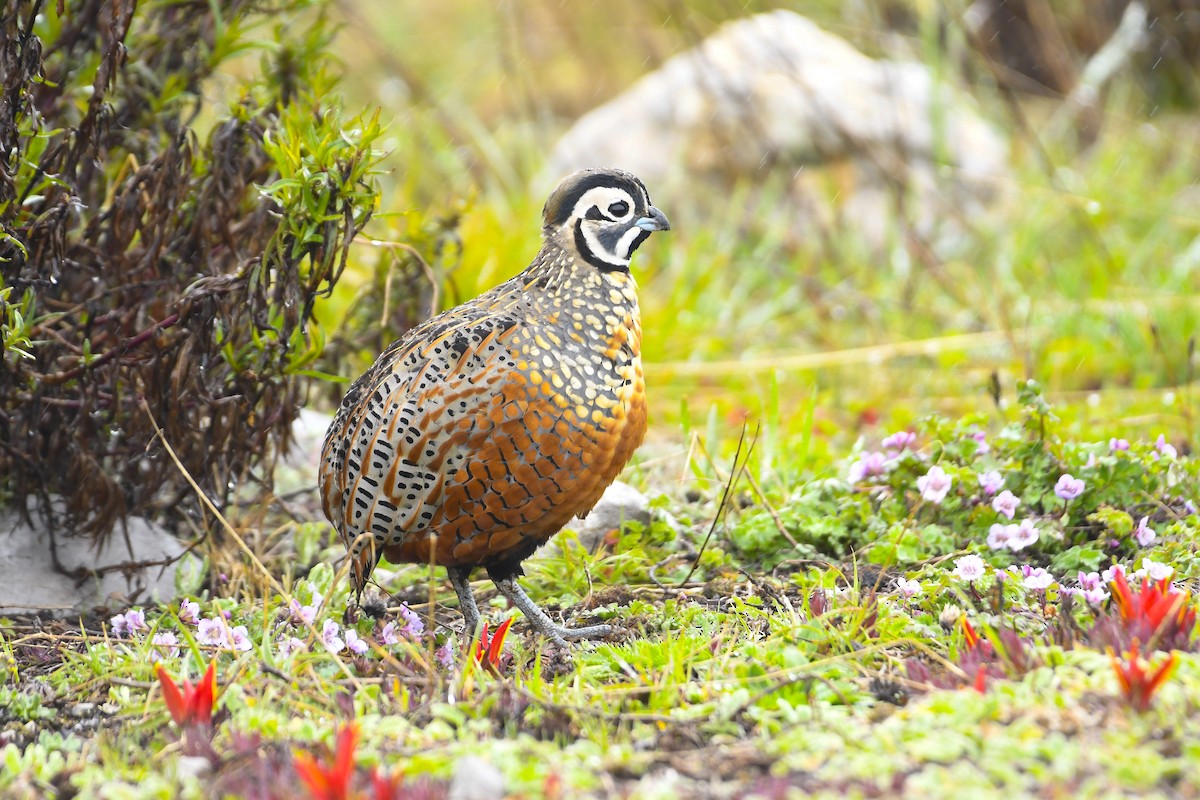 Ocellated Quail - ML638188853