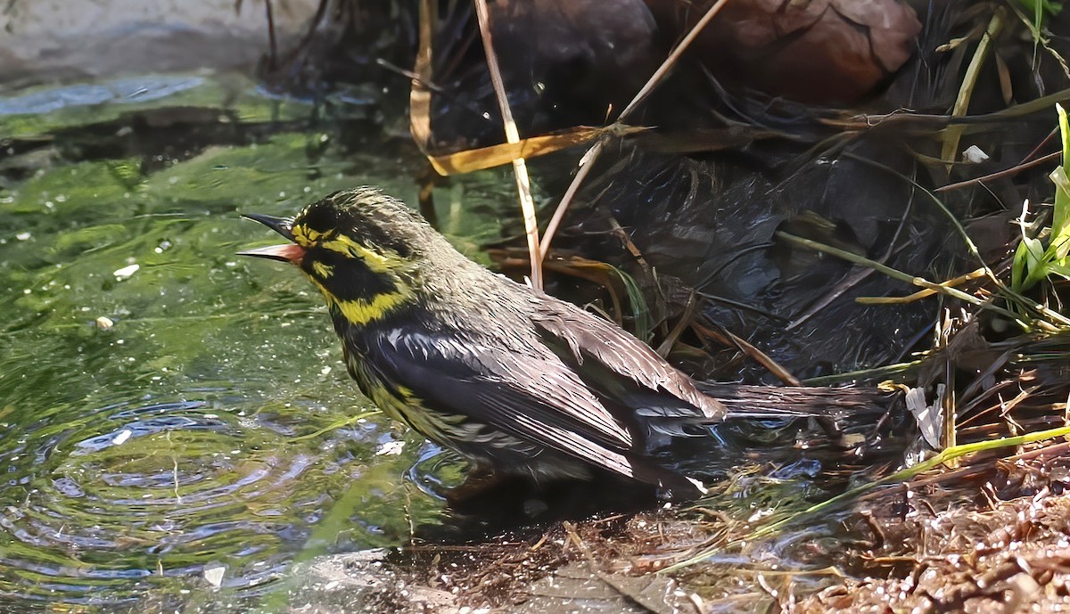 Townsend's Warbler - ML638188860