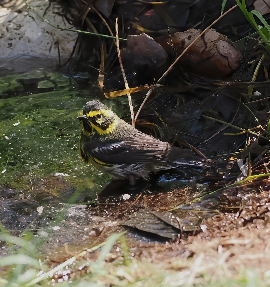Townsend's Warbler - ML638188861