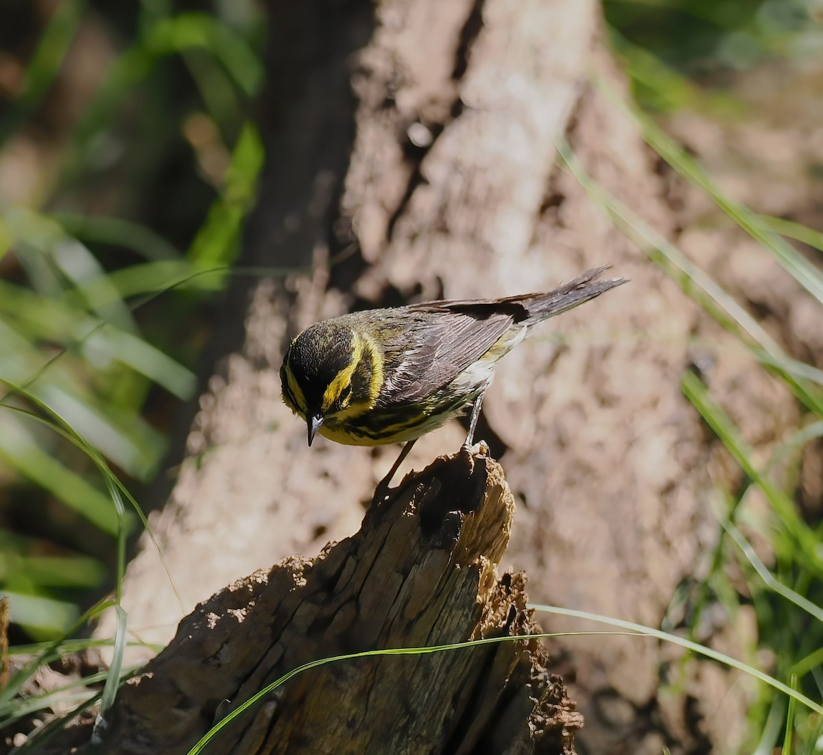 Townsend's Warbler - ML638188862