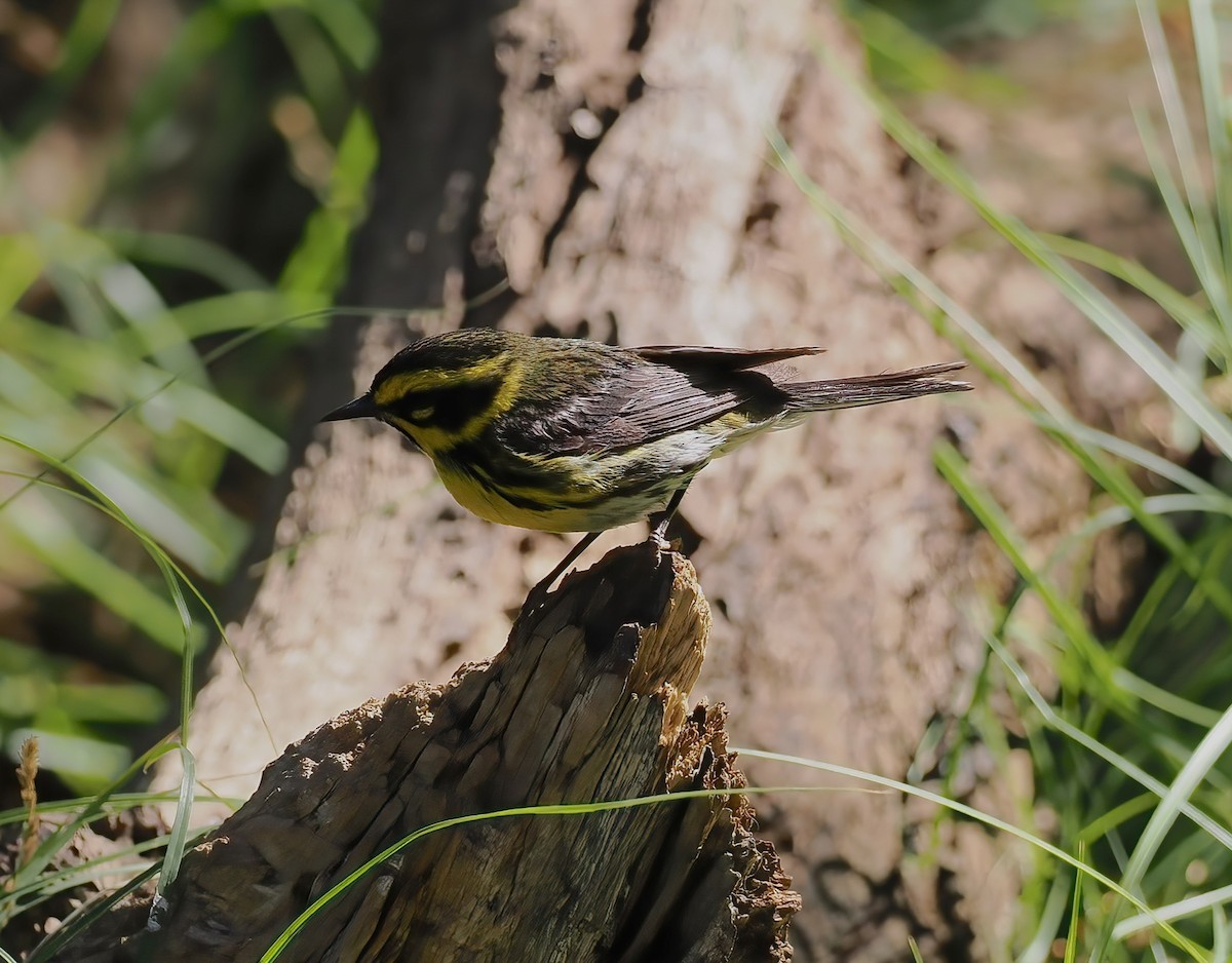 Townsend's Warbler - ML638188863