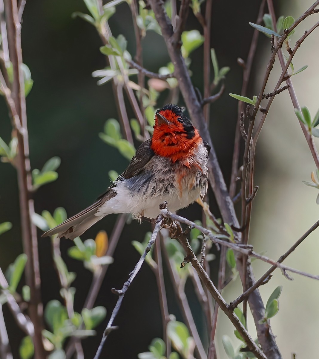 Red-faced Warbler - ML638188870