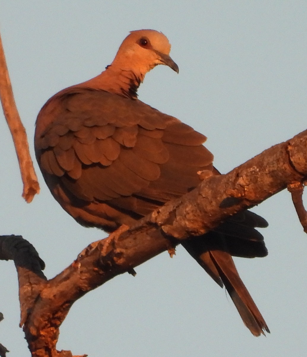 Red-eyed Dove - ML638188873