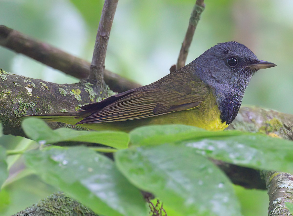 Mourning Warbler - ML638188891