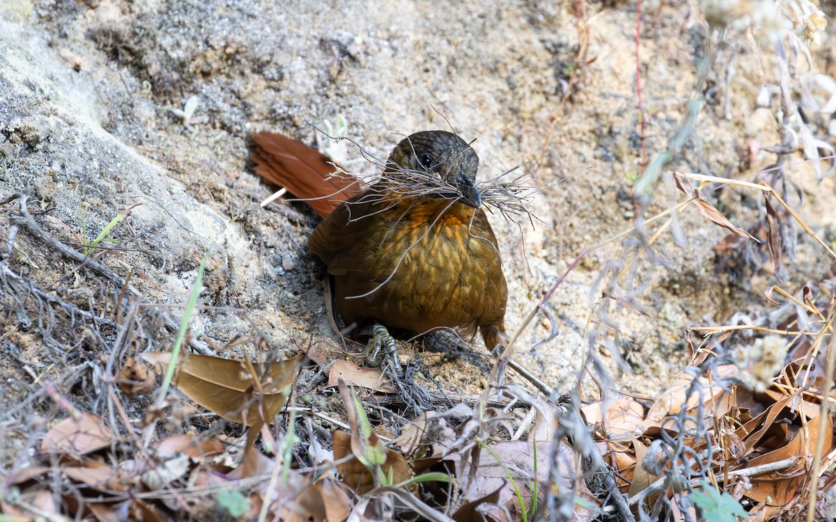 Streak-breasted Treehunter - ML638188917