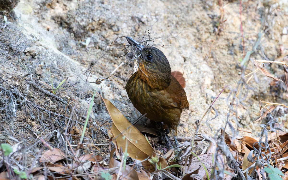 Streak-breasted Treehunter - ML638188918