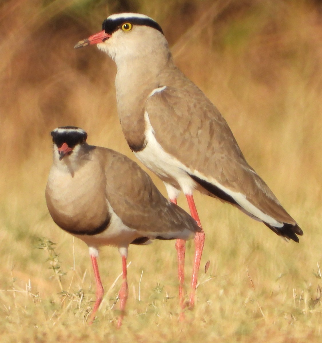 Crowned Lapwing - ML638188919