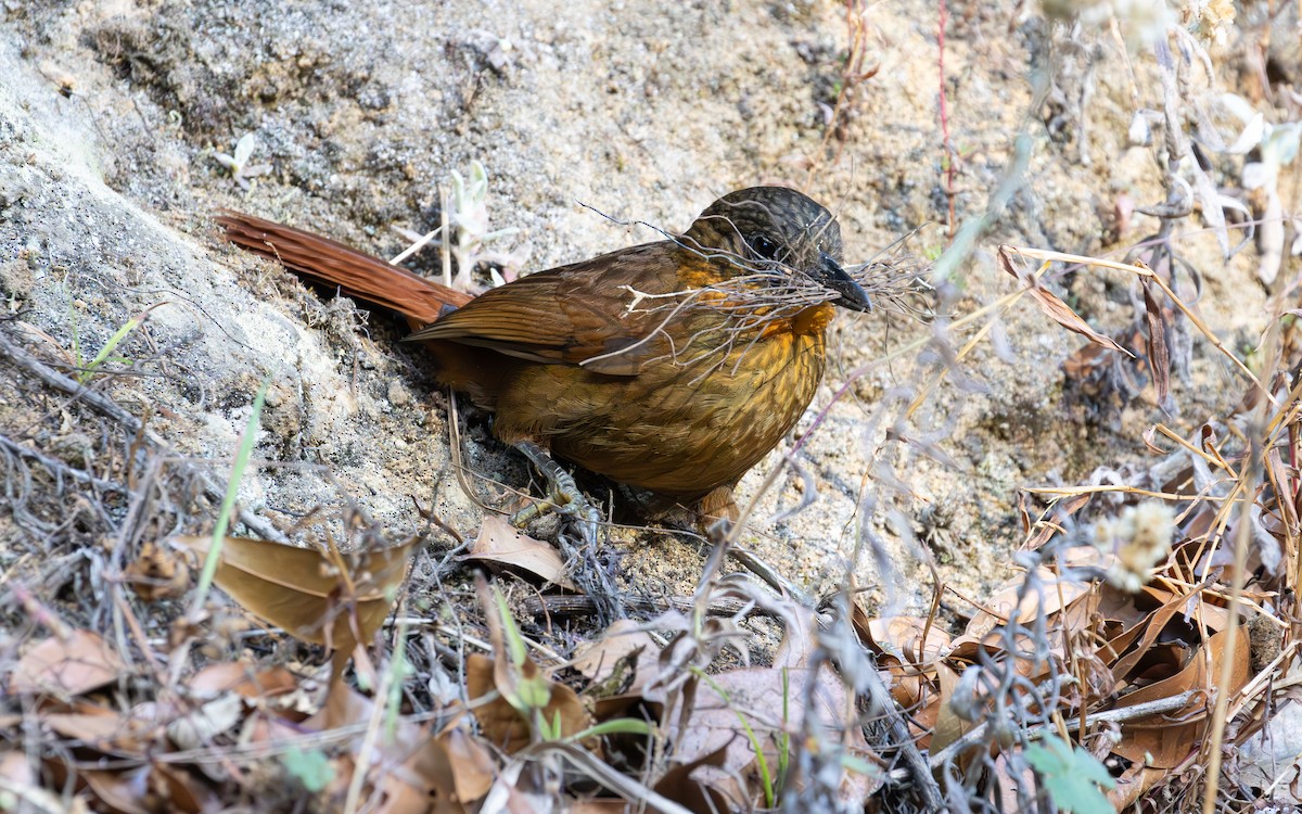 Streak-breasted Treehunter - ML638188920