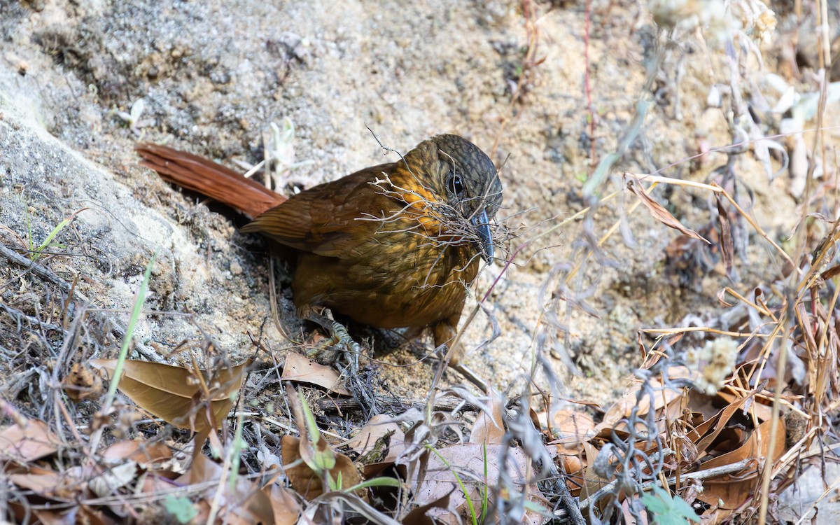 Streak-breasted Treehunter - ML638188921