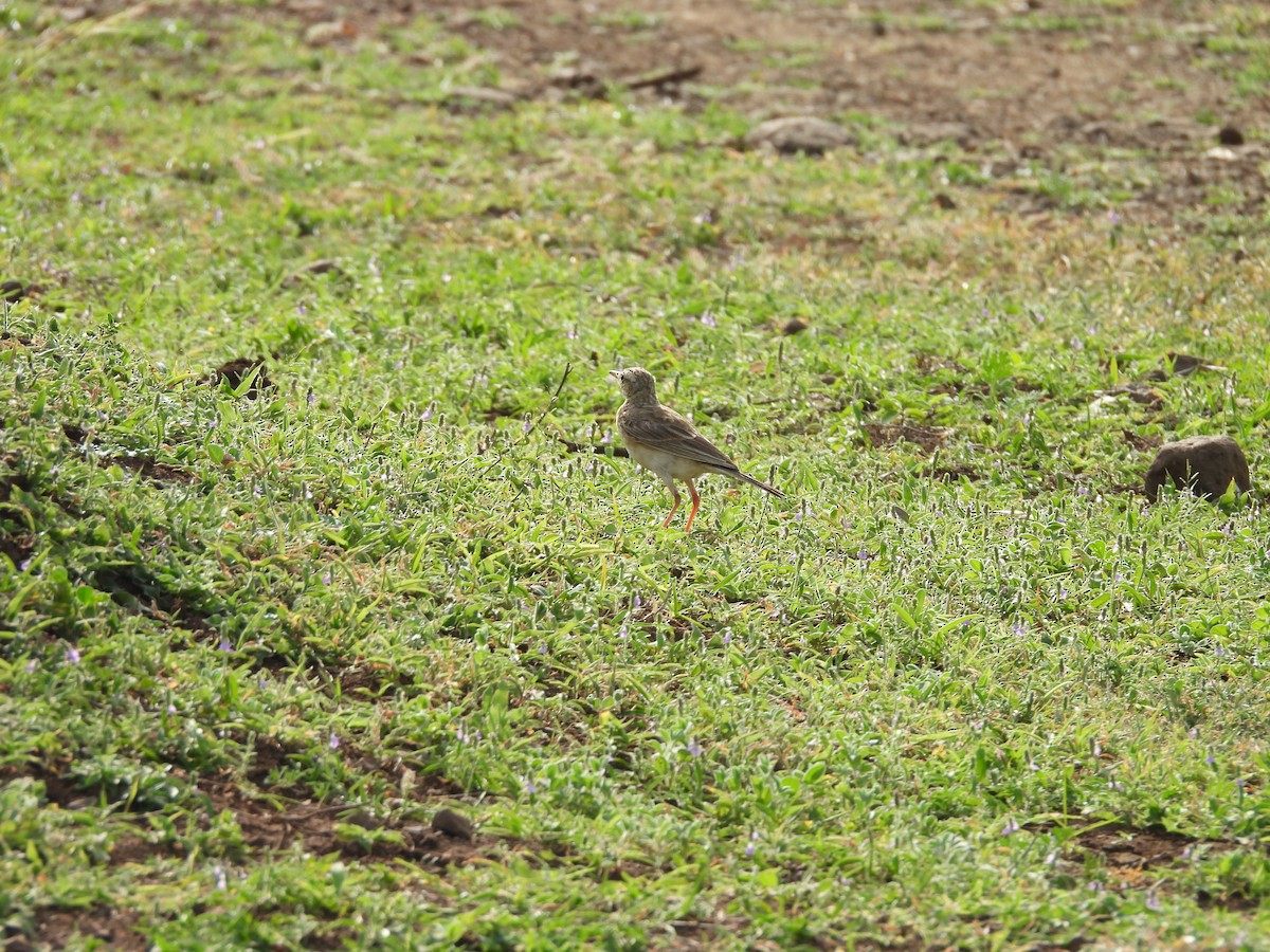 Paddyfield Pipit - ML638188929