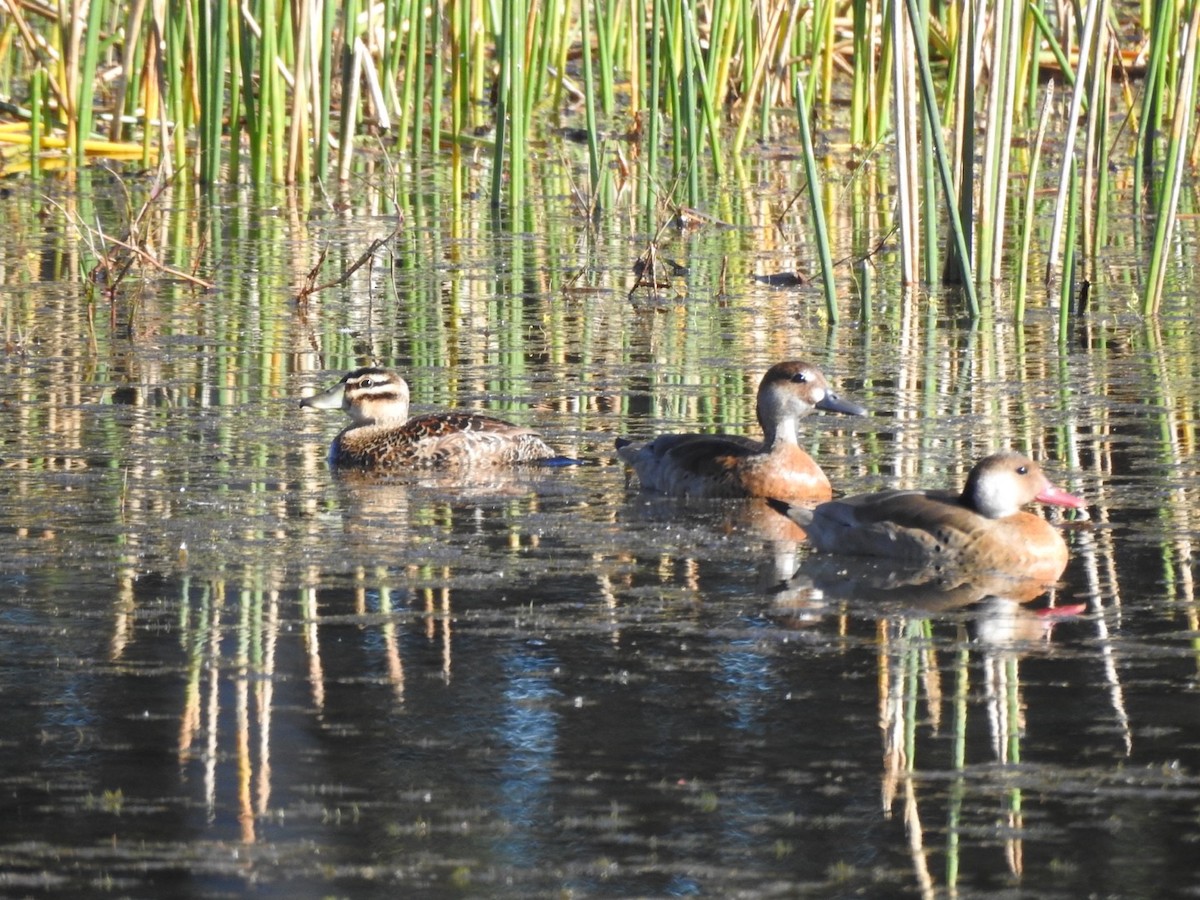 Masked Duck - ML638188930