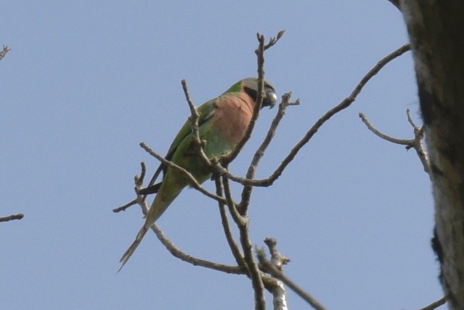 Red-breasted Parakeet - ML638188932