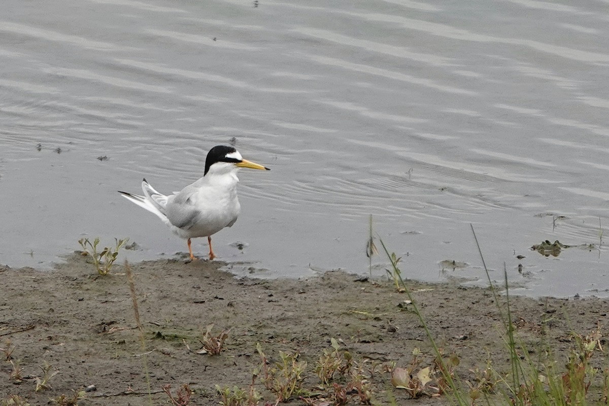 Little Tern - ML638188933