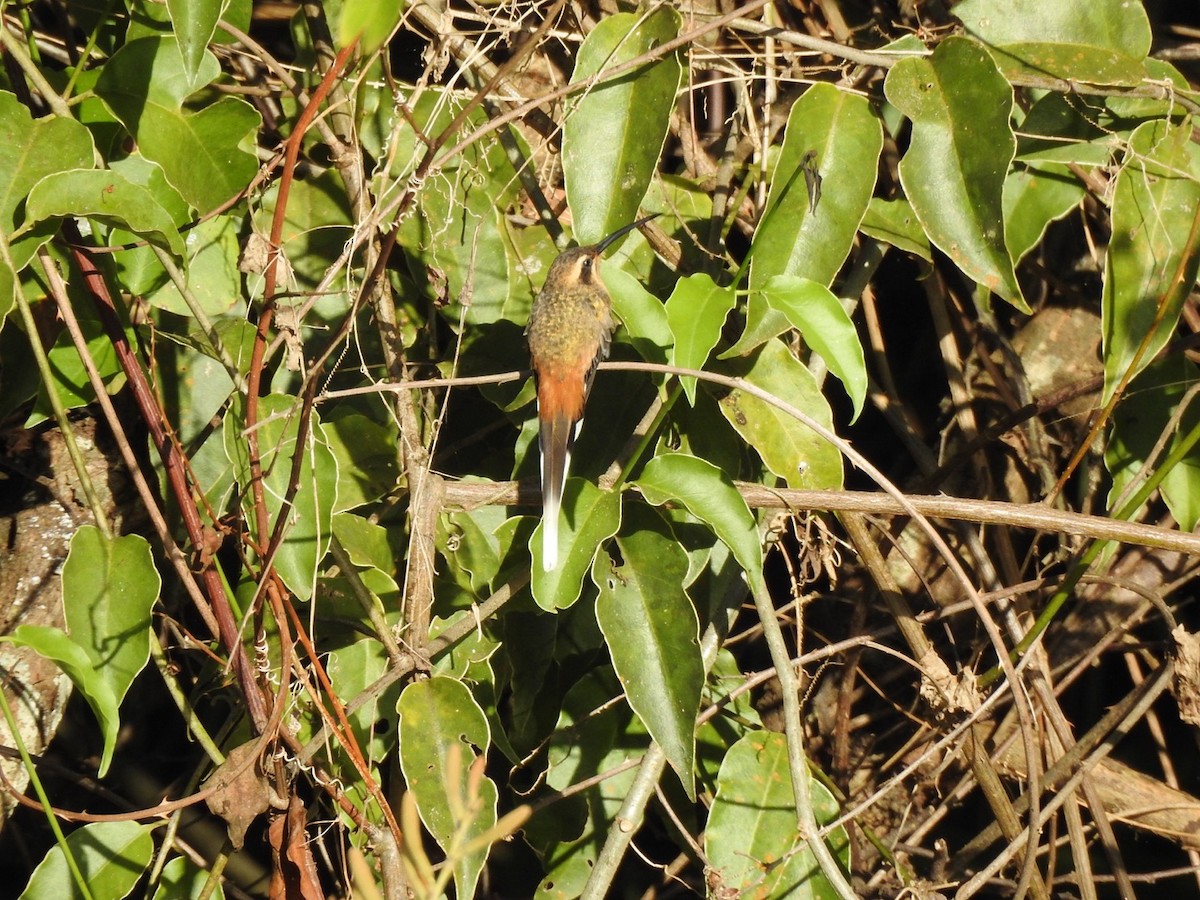 Planalto Hermit - ML638188936
