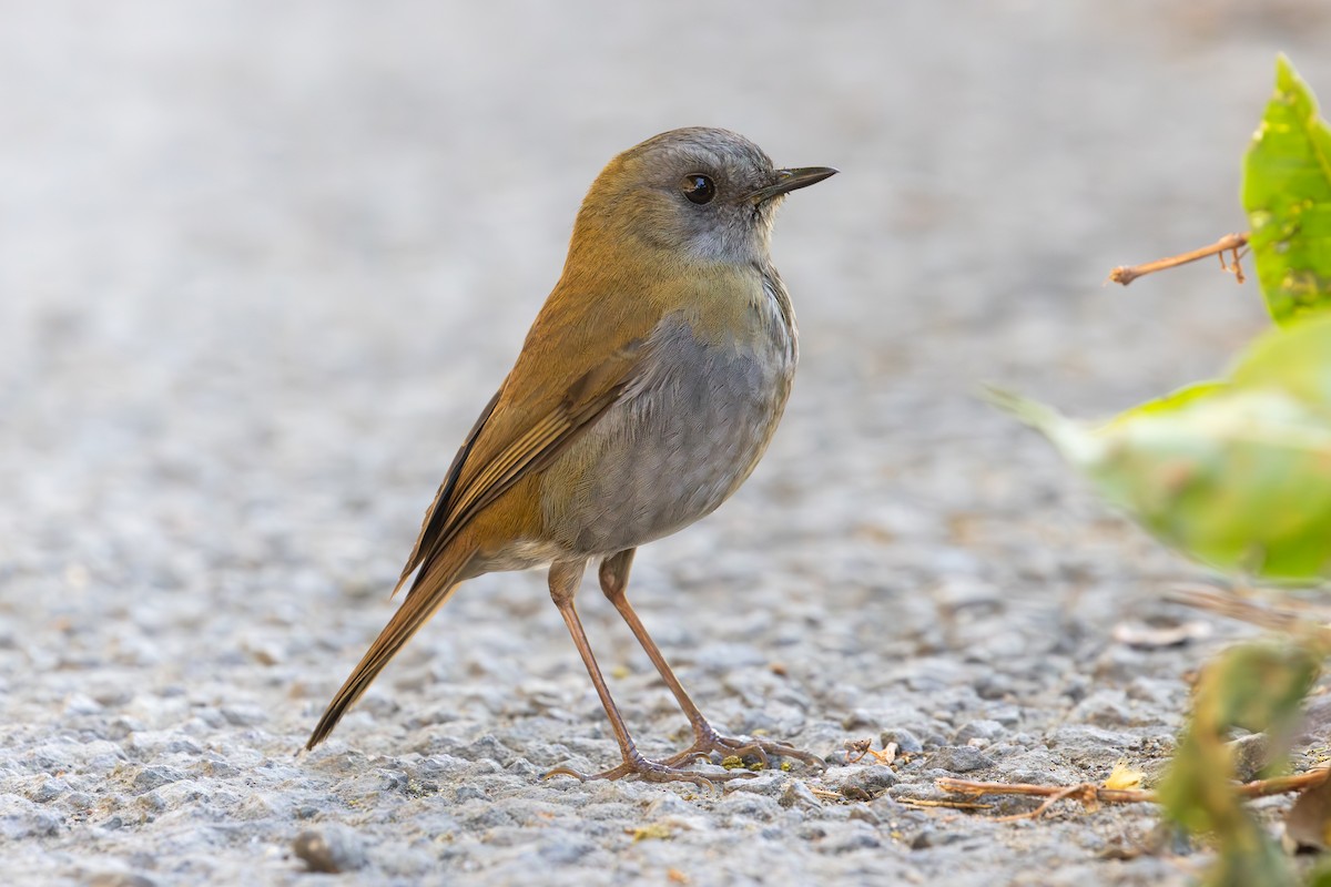 Black-billed Nightingale-Thrush - ML638188952