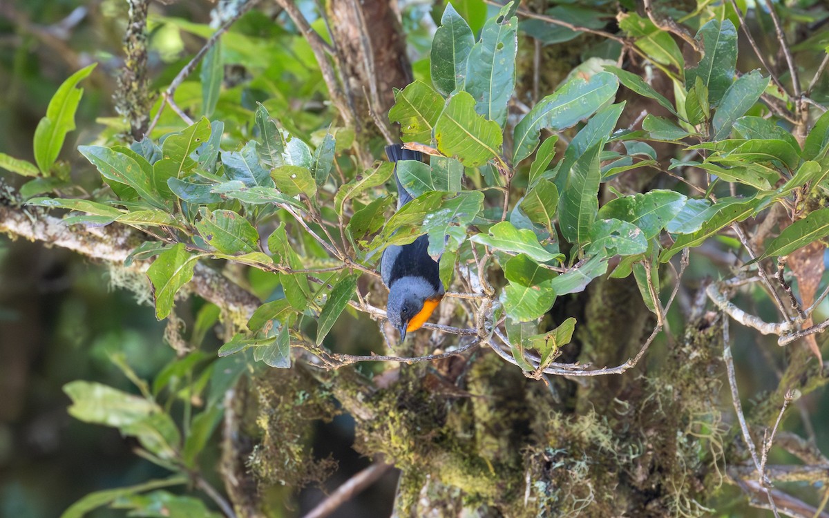 Flame-throated Warbler - ML638188957