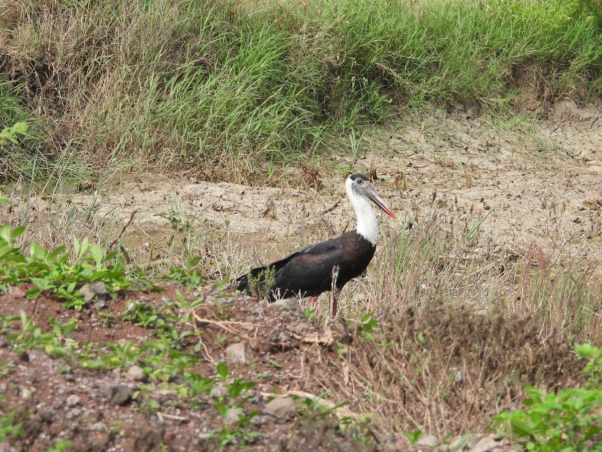 Asian Woolly-necked Stork - ML638188961