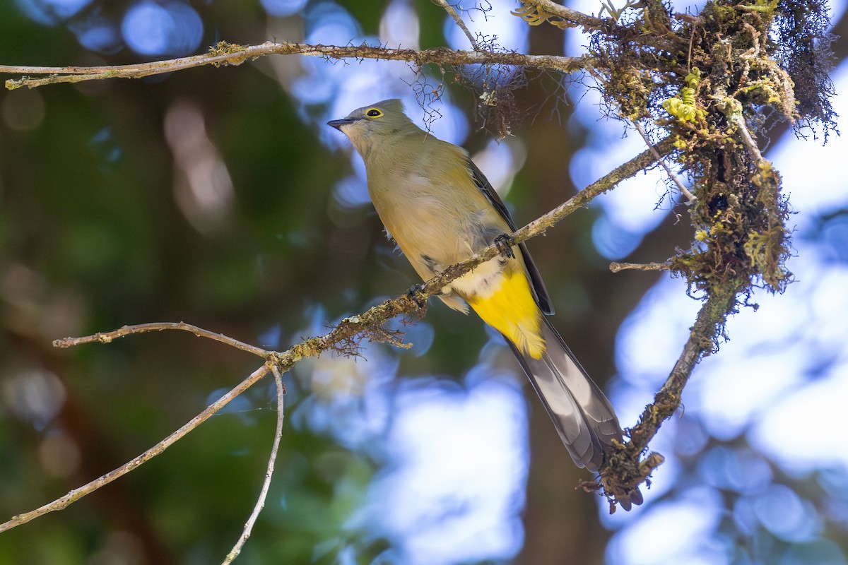 Long-tailed Silky-flycatcher - ML638188965