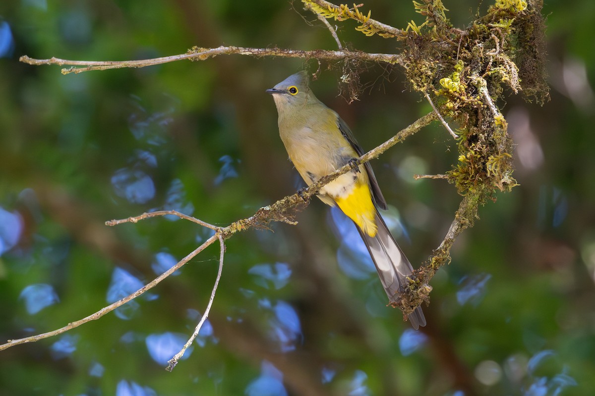 Long-tailed Silky-flycatcher - ML638188966