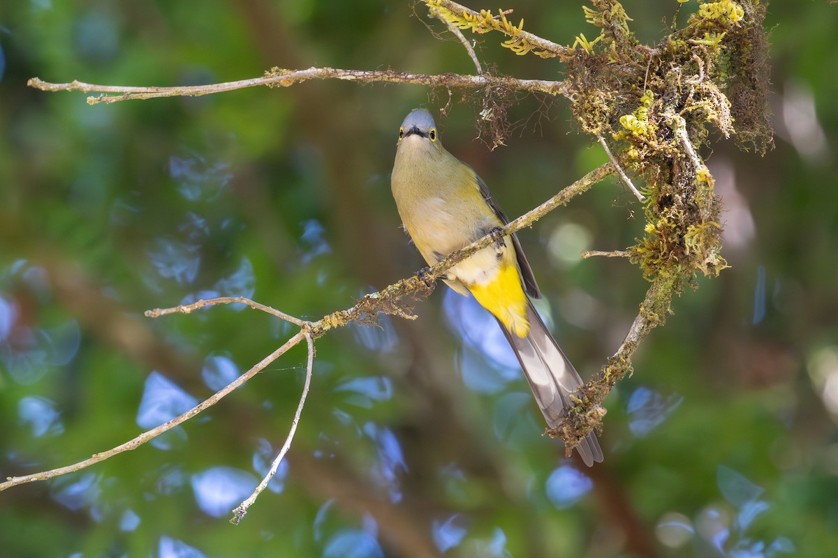 Long-tailed Silky-flycatcher - ML638188967
