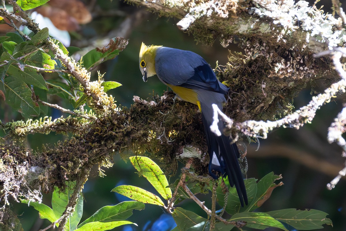 Long-tailed Silky-flycatcher - ML638188969
