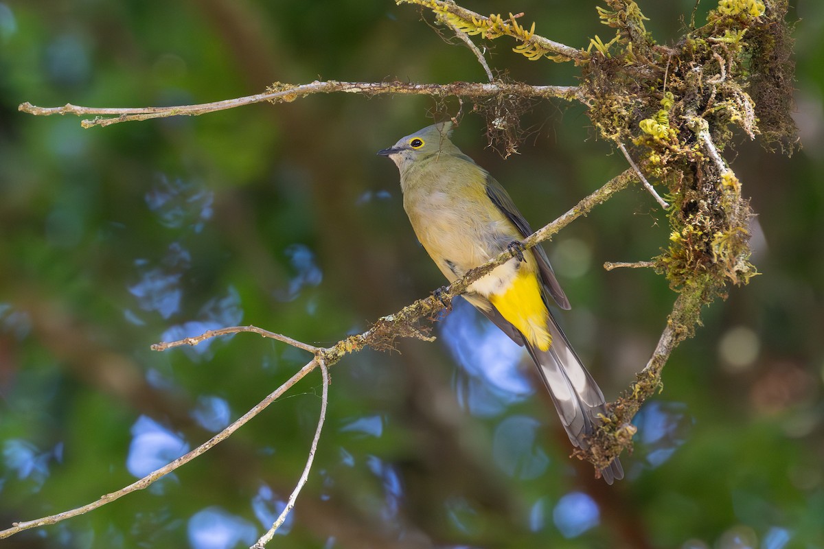 Long-tailed Silky-flycatcher - ML638188970