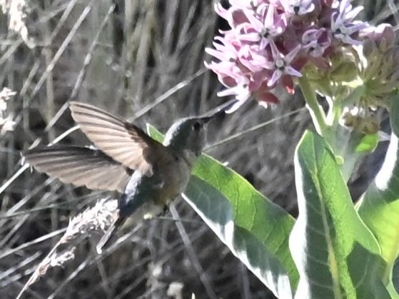 Broad-tailed Hummingbird - ML638188972