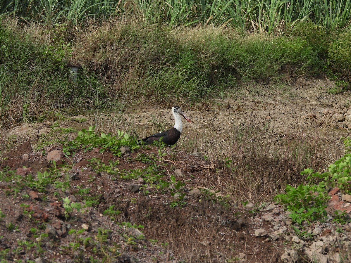 Asian Woolly-necked Stork - ML638188973