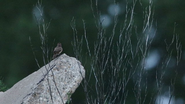 Rock Wren - ML638188975