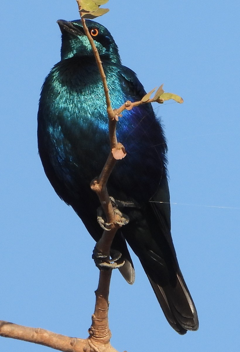 Greater Blue-eared Starling - ML638188992