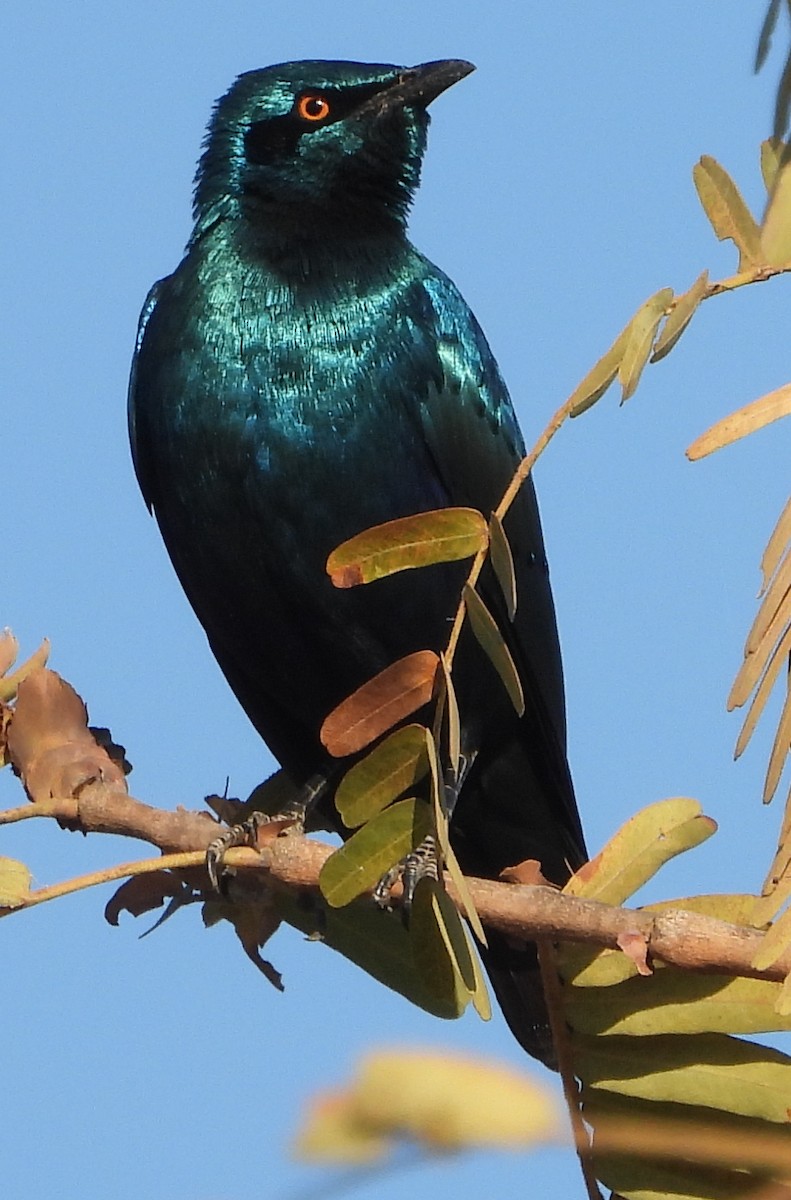 Greater Blue-eared Starling - ML638188993