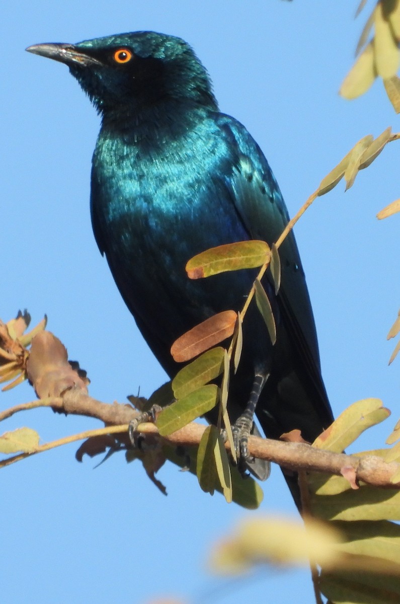 Greater Blue-eared Starling - ML638188994
