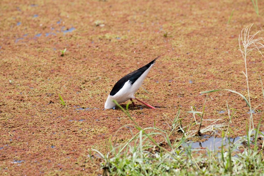 Black-winged Stilt - Hickson Fergusson