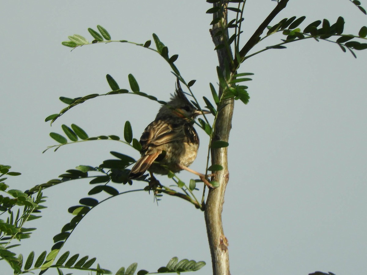 Chacobuschläufer - ML638189010