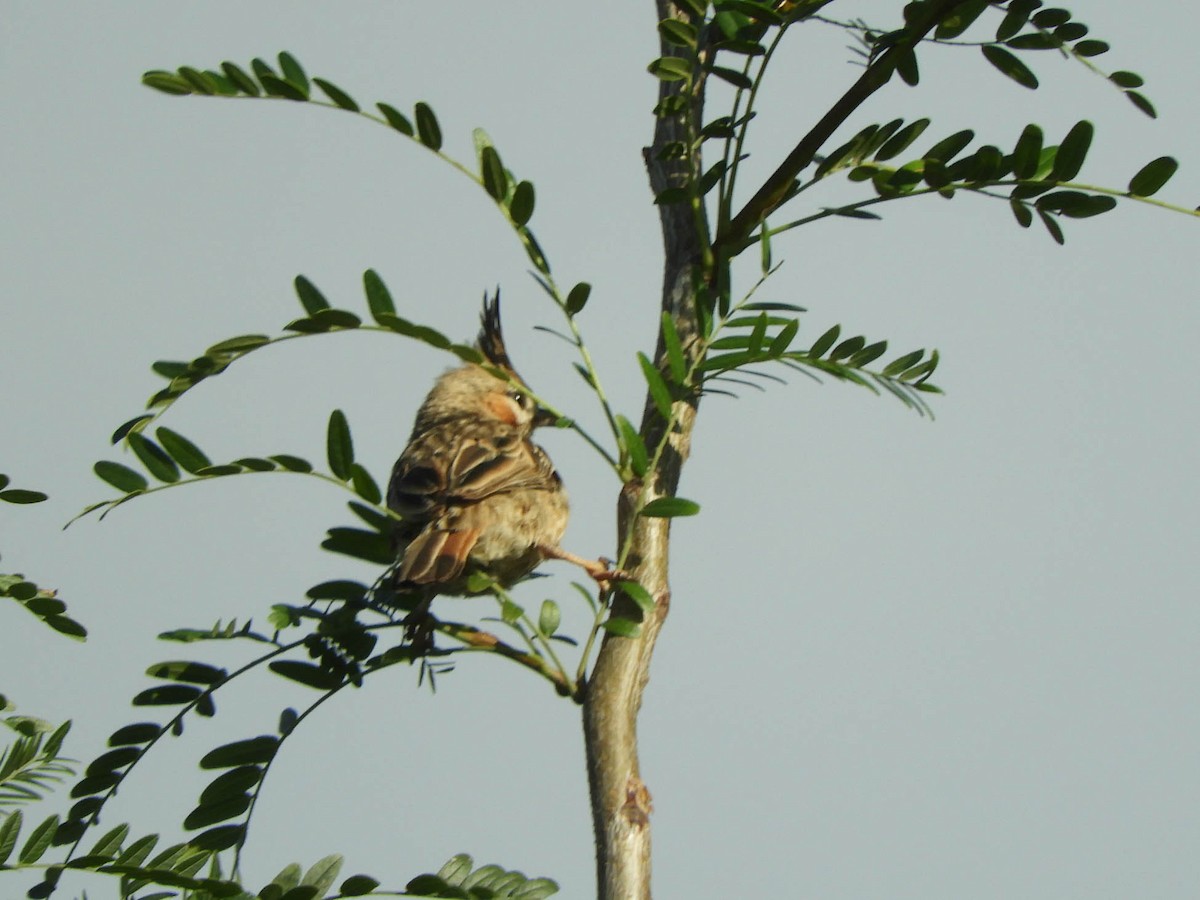 Chacobuschläufer - ML638189011