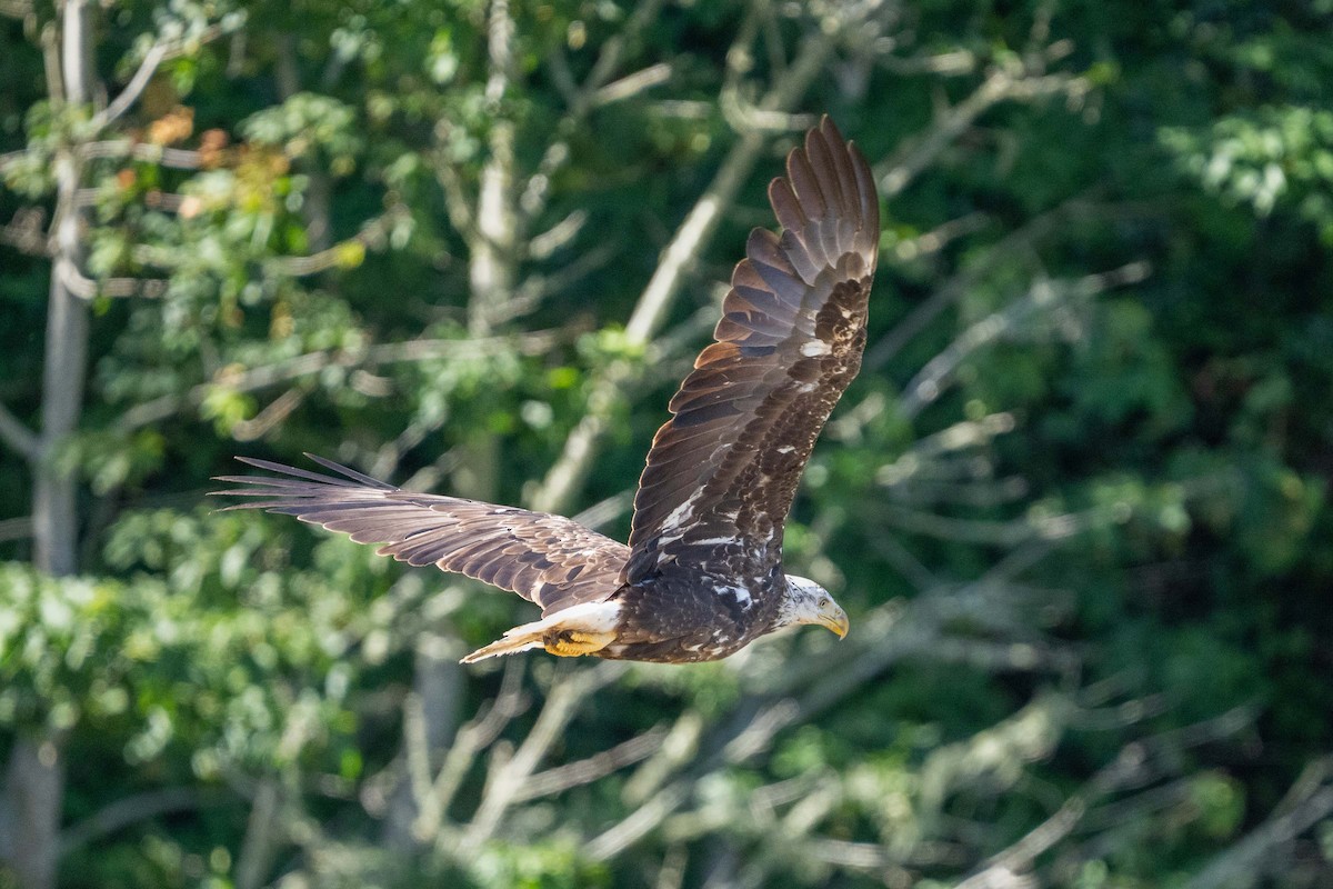 Bald Eagle - ML638189039