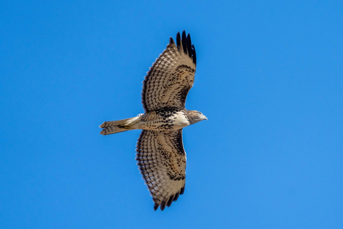 Red-tailed Hawk - ML638189042