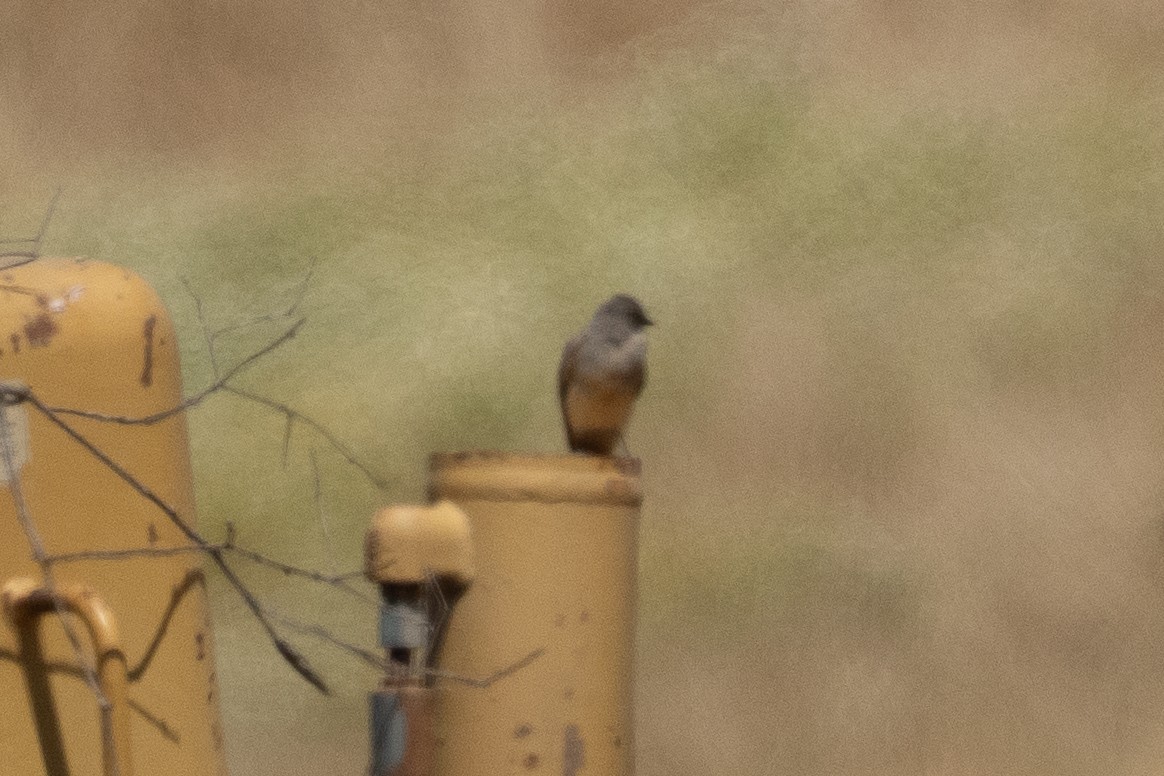 Say's Phoebe - ML638189048