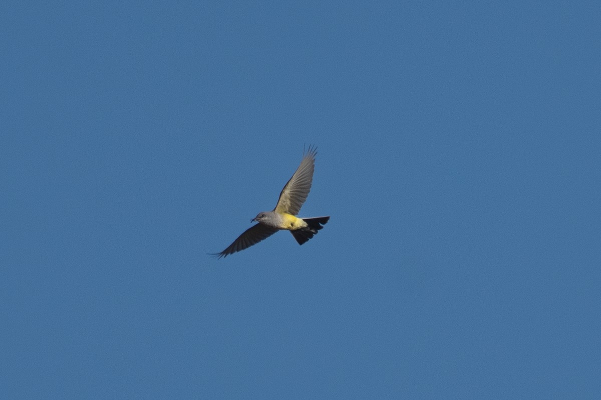 Western Kingbird - ML638189052