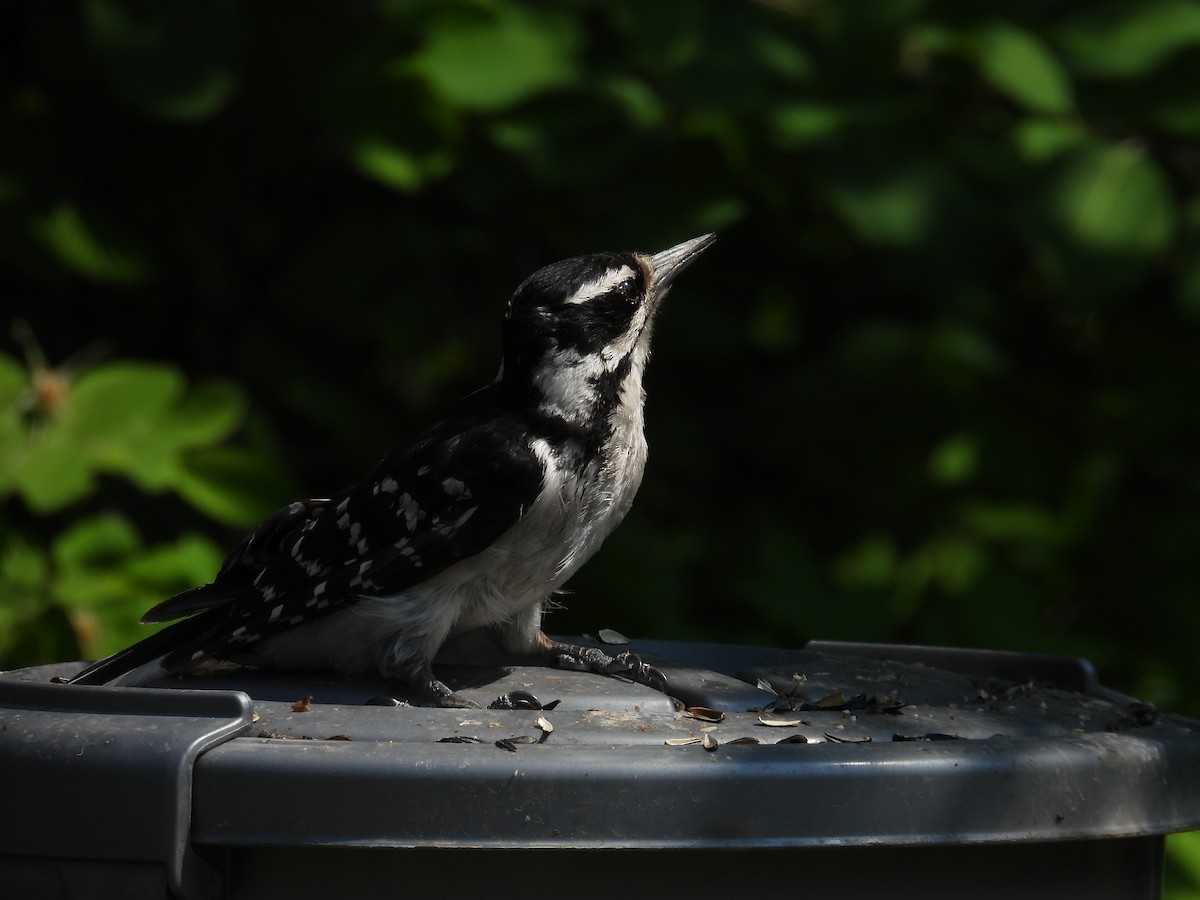 Hairy Woodpecker - ML638189056