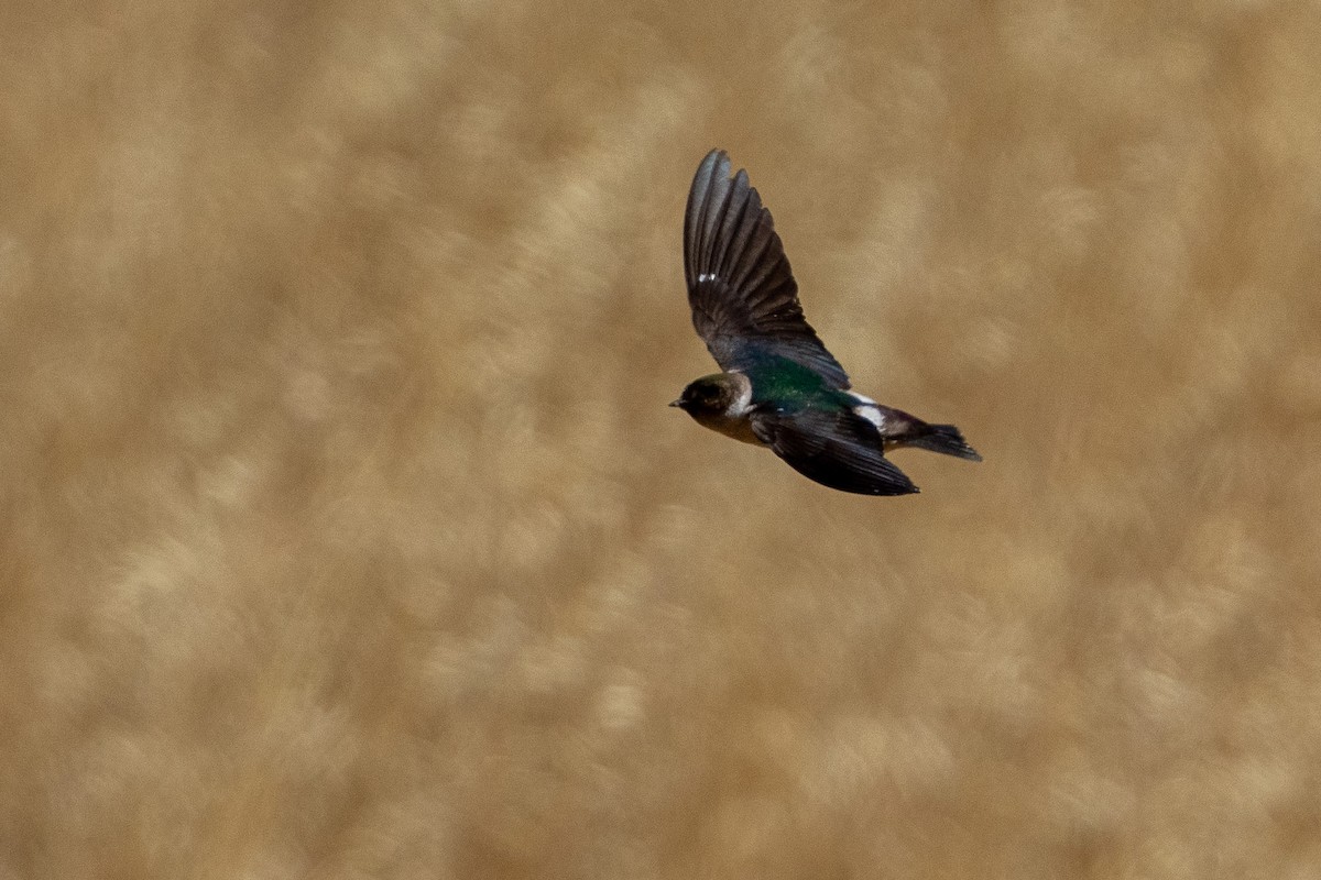 Violet-green Swallow - ML638189058