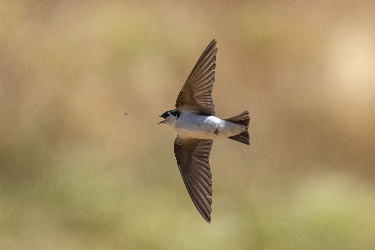 Violet-green Swallow - ML638189059