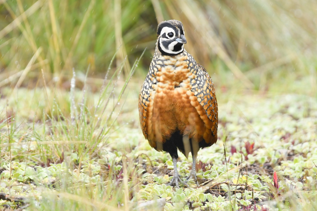 Ocellated Quail - ML638189063