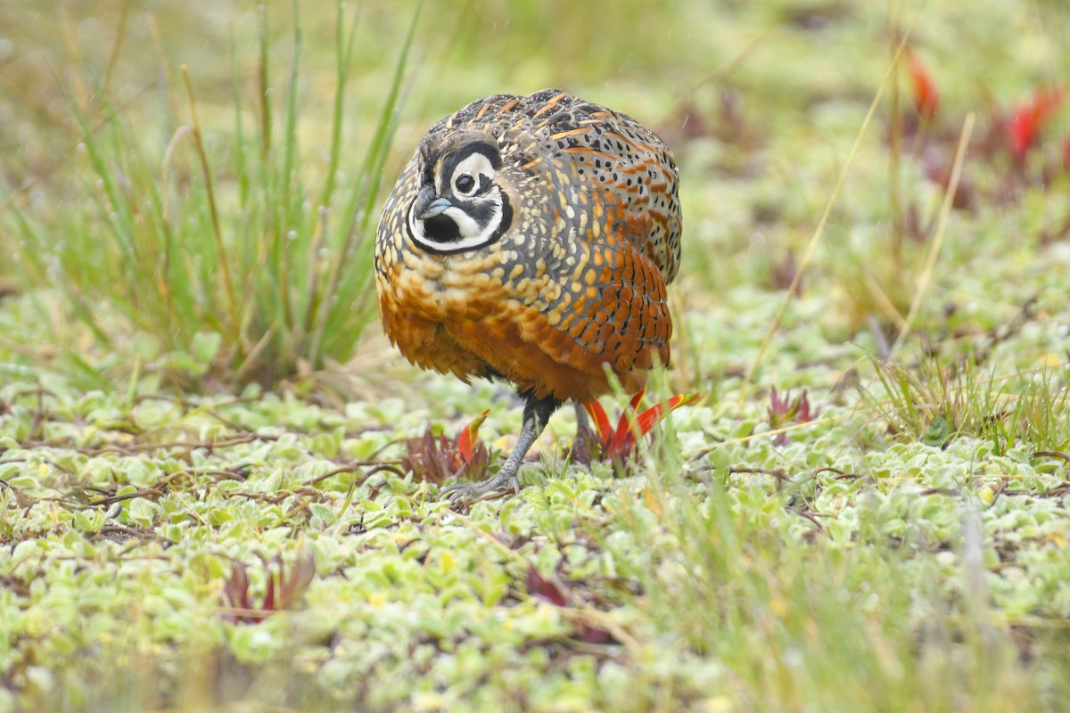 Ocellated Quail - ML638189064