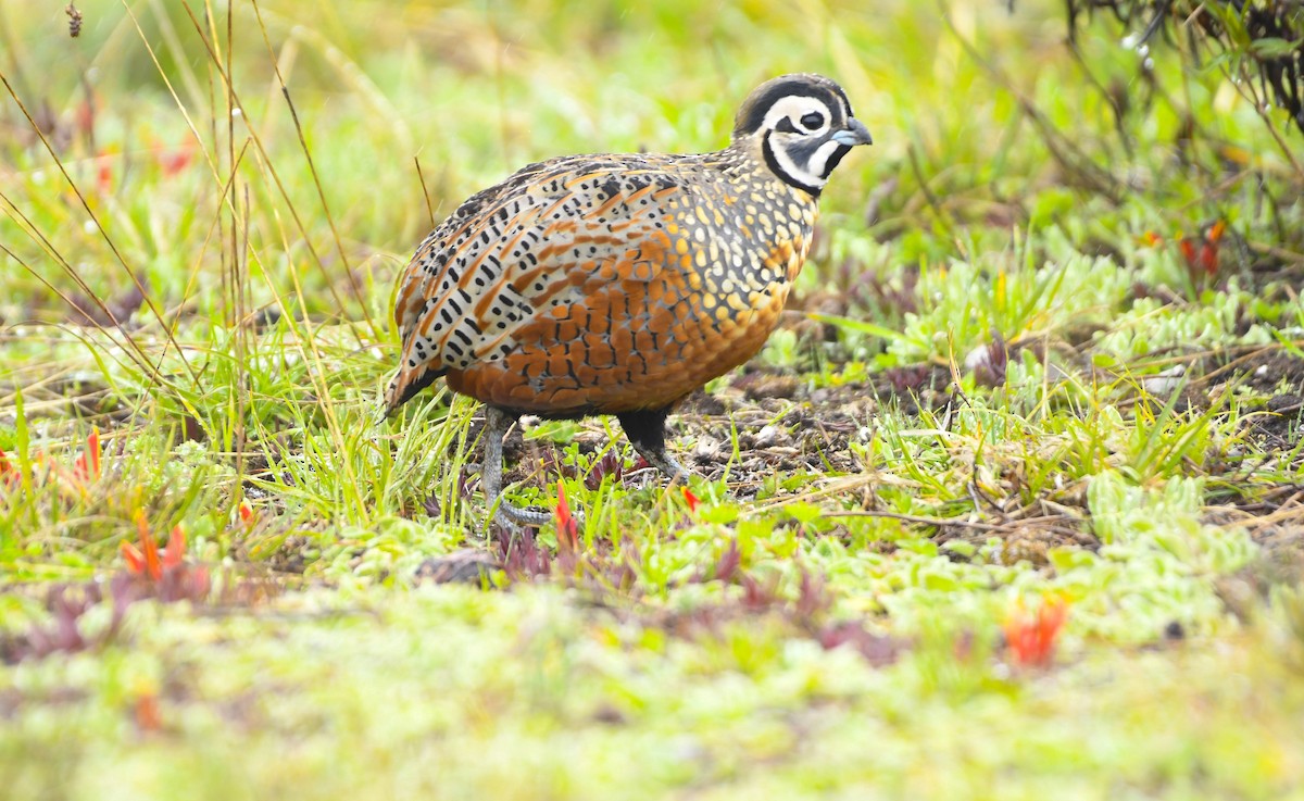 Ocellated Quail - ML638189066