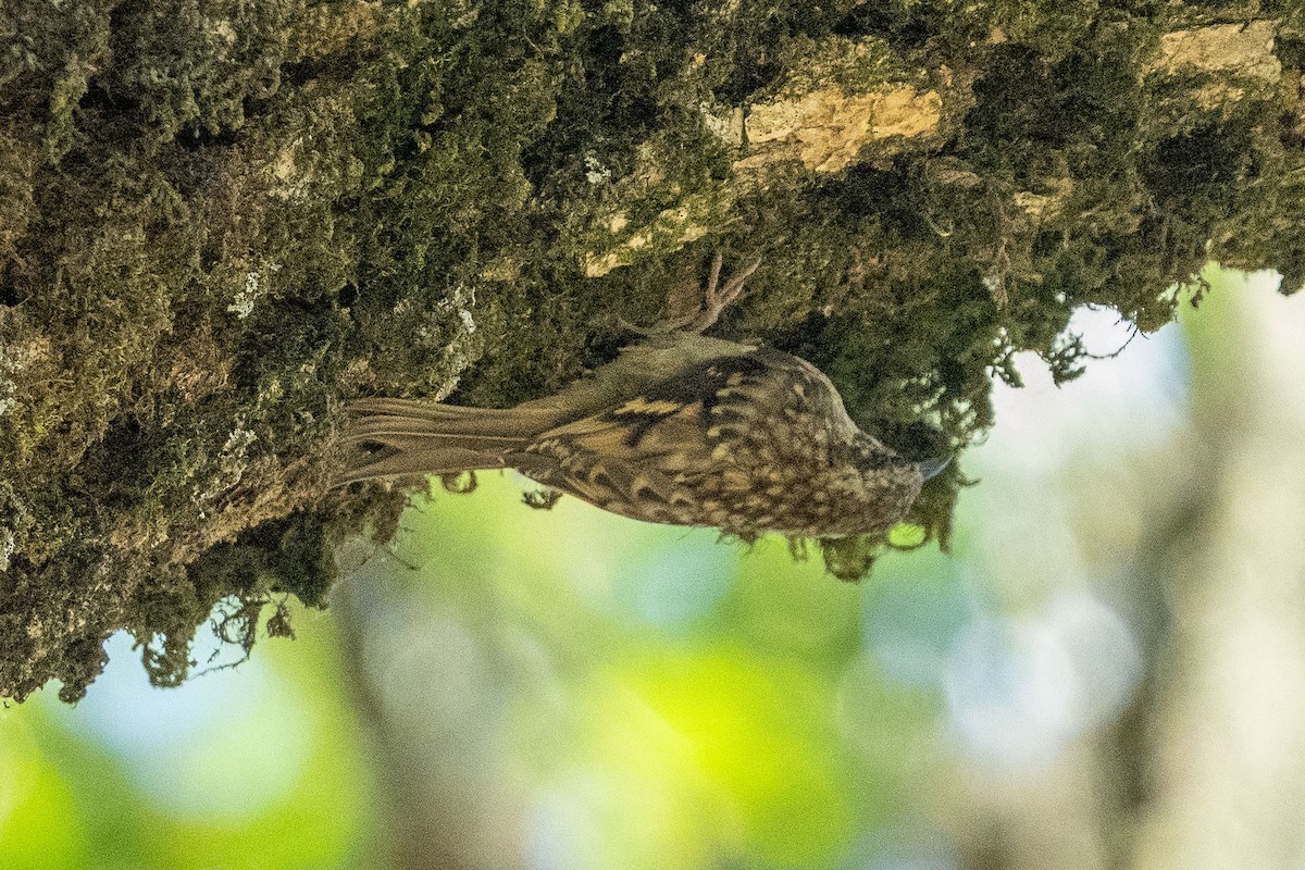 Brown Creeper - ML638189067