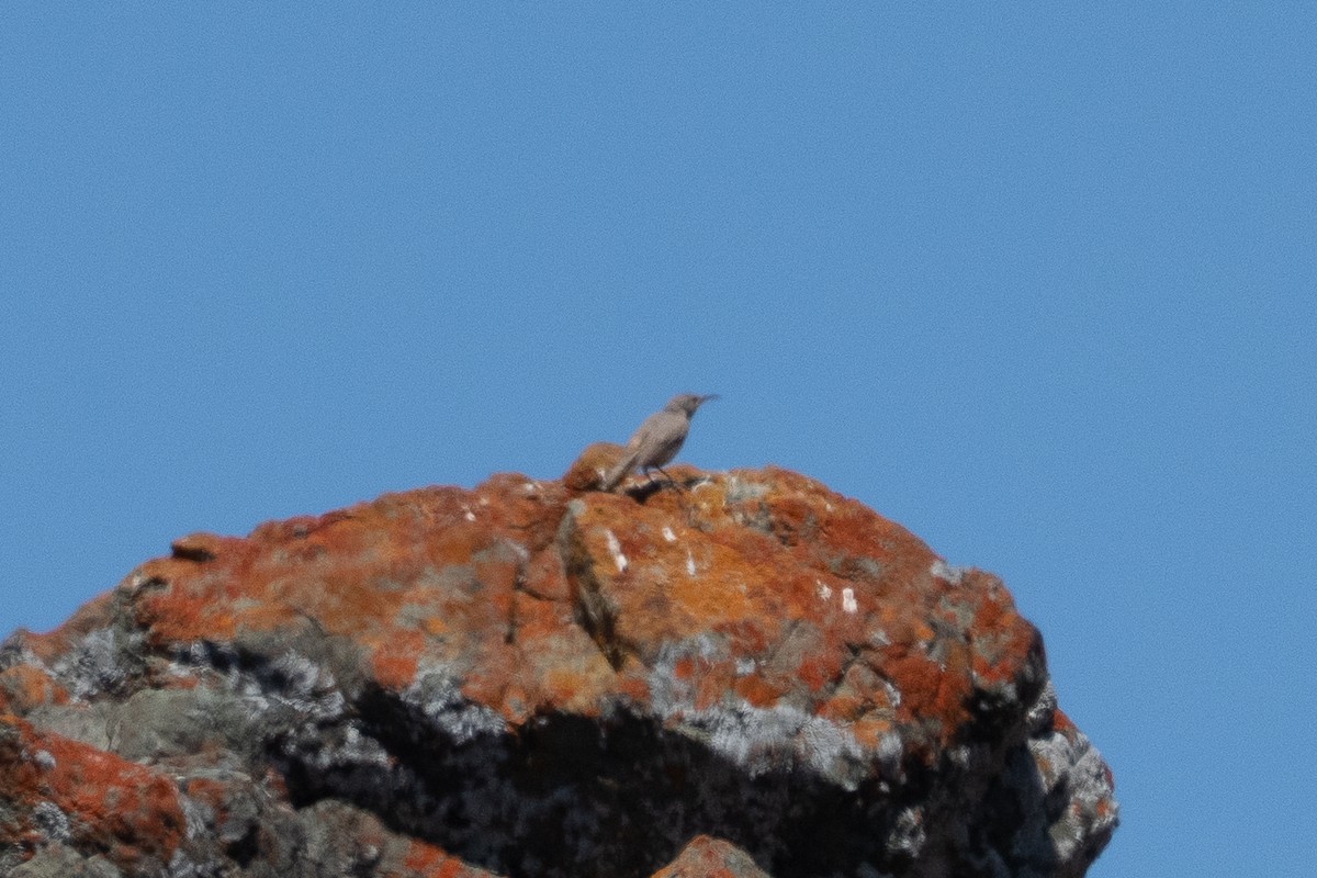Rock Wren - ML638189070