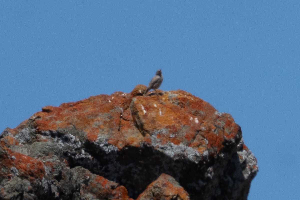 Rock Wren - ML638189071