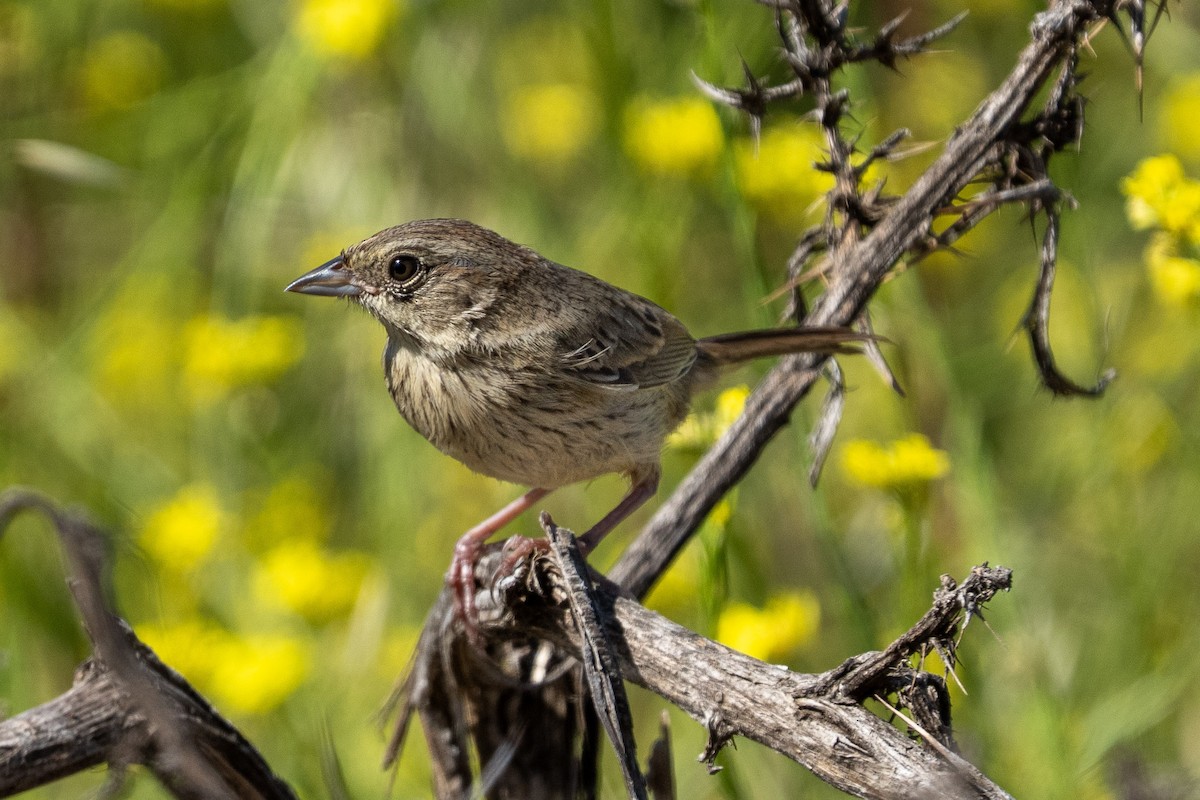Rufous-crowned Sparrow - ML638189106